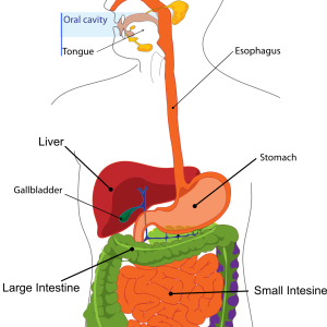 Gut Health. 10 Steps To Better Digestion & Health. Part 1 - GLOBAL ...